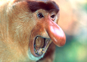 proboscis_monkey1.jpg
